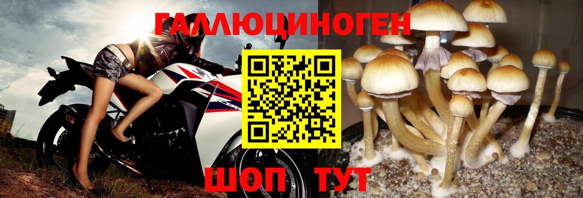 Котельники  Галлюциногенные грибы Cubensis  Вход с VPN 
